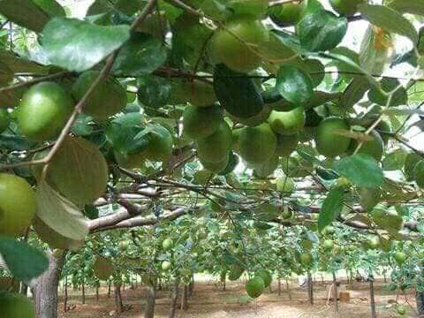 cây giống táo thái