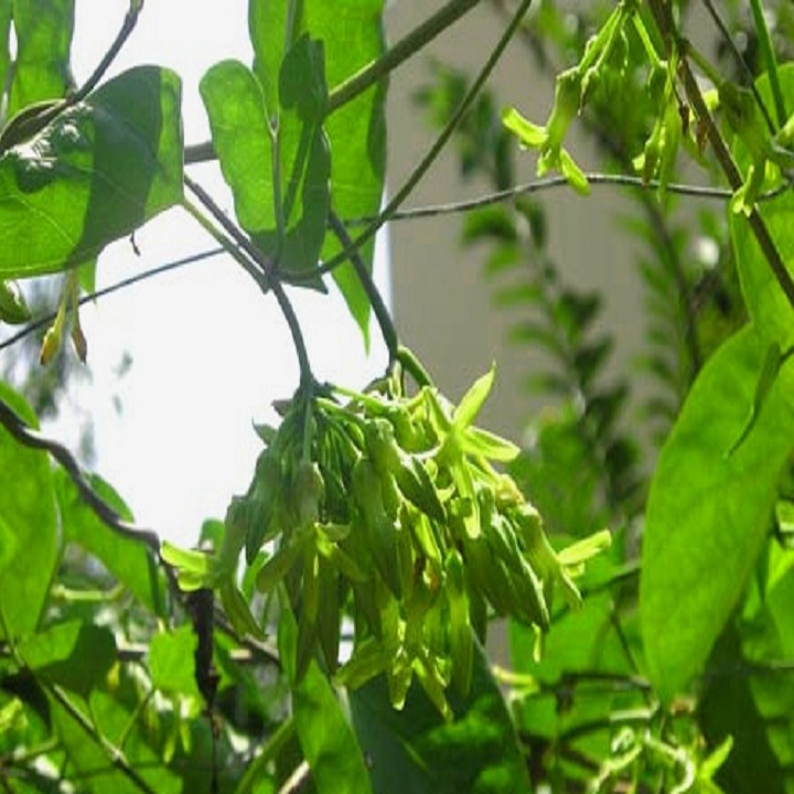 CÂY GIÔNG HOA THIÊN LÝ SIÊU HOA