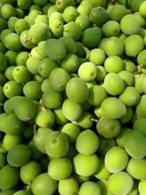 Cây giống quả Mơ Xanh ( cây mơ chua)