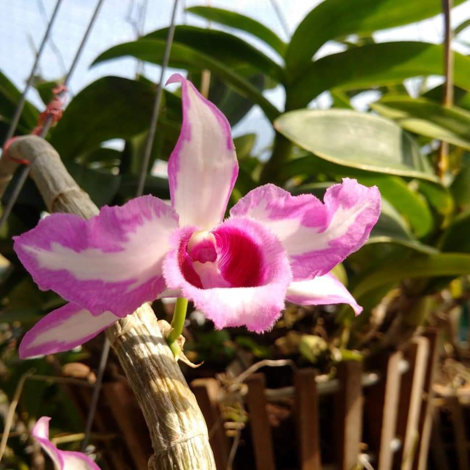 Hoa Lan Chớp Mỹ Hàng Ki 51 chuẩn hoa