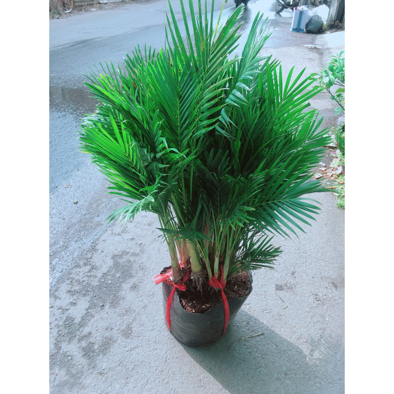Cau Kiểng Hàng Đẹp