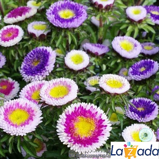 200.HẠT Hạt Giống Hoa Cúc Nhật PomPom Mix (| -KD: B25*V15)