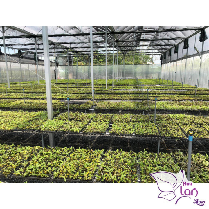 Lan Phi Điệp *Mua 3 Tặng 1* Hồng Mỹ Nhân  [ Cây Giống ]