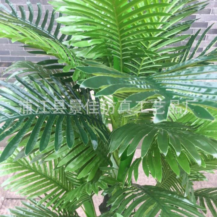 CÂY PHONG THỦY CÂY CAU CẢNH CAO 1.55M