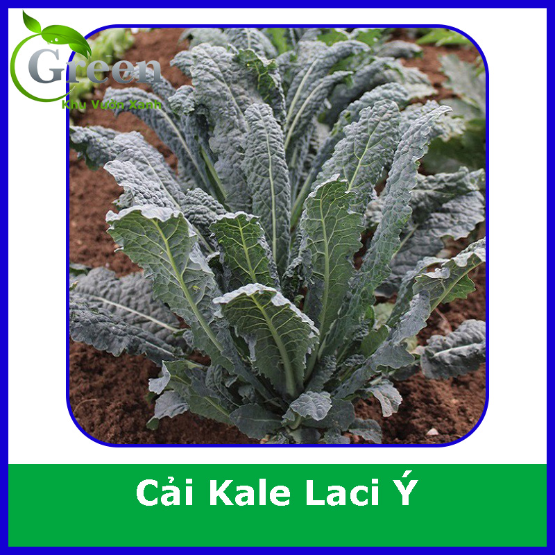 Hạt Giống Cây Cải Xoăn Kale Laci Ý (Kale Khủng Long) Chịu Nhiệt, Thu Hoạch Kéo Dài