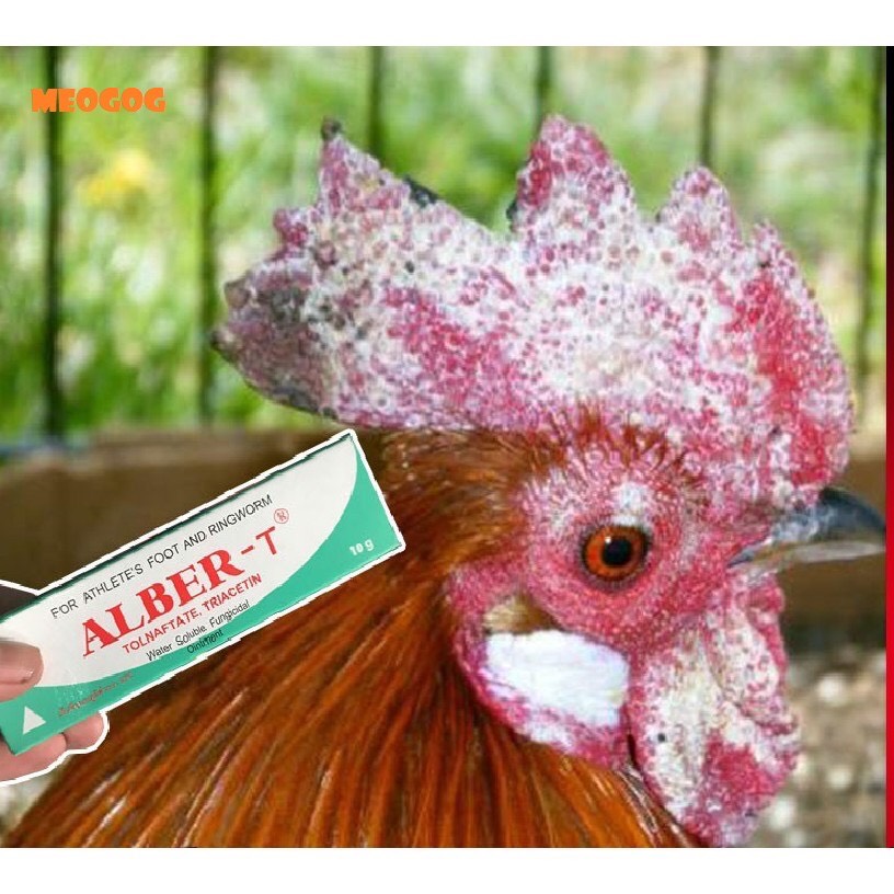 Trị nấm gà, mốc gà chọi và chim, thuốc lác gà đá ALBER-T dạng tuýp bôi 10gr MADEIN THAILAND. MEOGOG