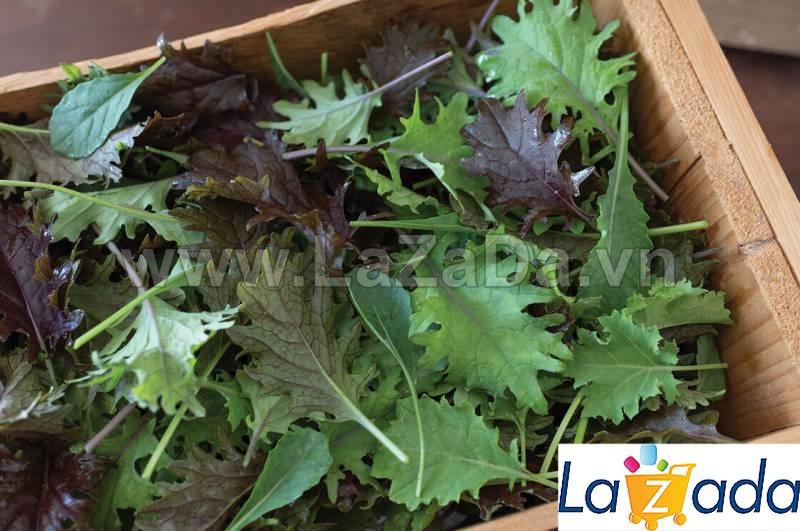 5GR 1000.HẠT Hạt Giống Cải Xoăn Kale Crazy Mix (| B19*W55)