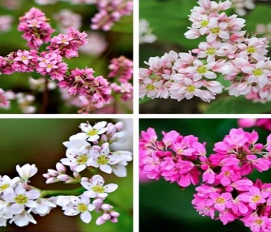 Hạt giống hoa Tam giác mạch