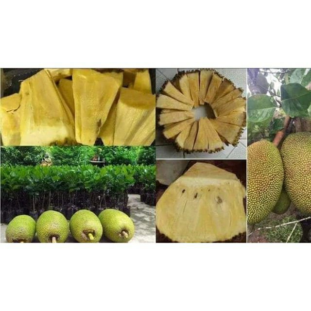 Cây mít thái không hạt