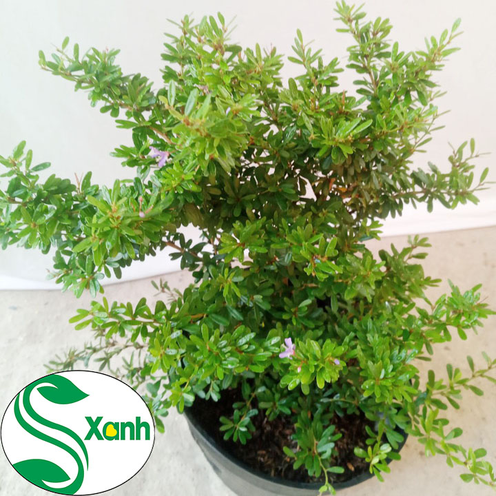 Cây Linh Sam Hoa Tím (tỉ lệ sống 100%)