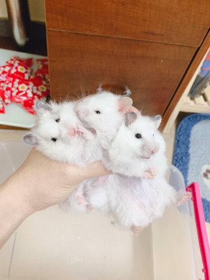 Đế bình nước dành cho Hamster/ Sóc/ Nhím