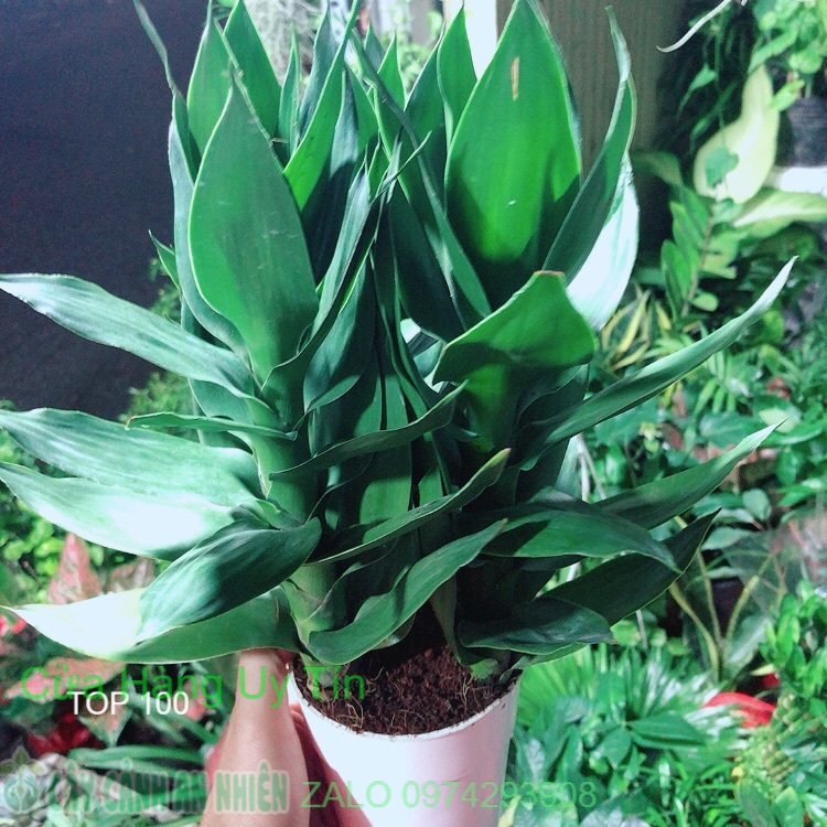Chậu cây phát tài búp sen