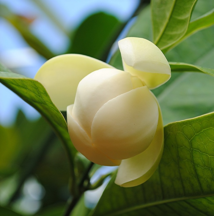 Cây giống Hoa sen đất, hoa sen bạch liên