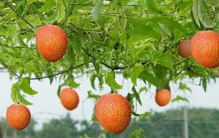 Hạt giống gấc cao sản Thái Lan