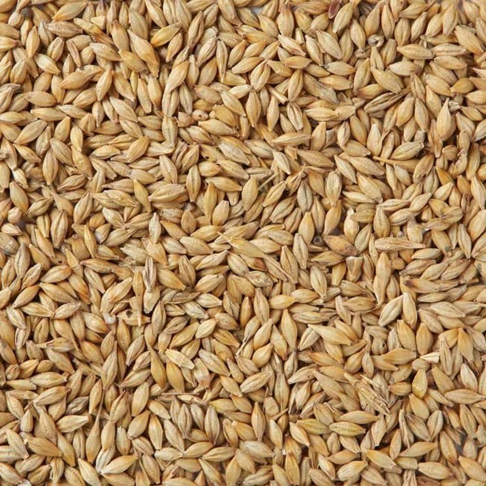 4kg hạt đại mạch (Barley Seed) dinh dưỡng cho Pet.