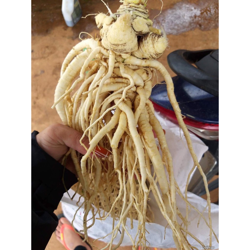 Đương quy bổ huyết