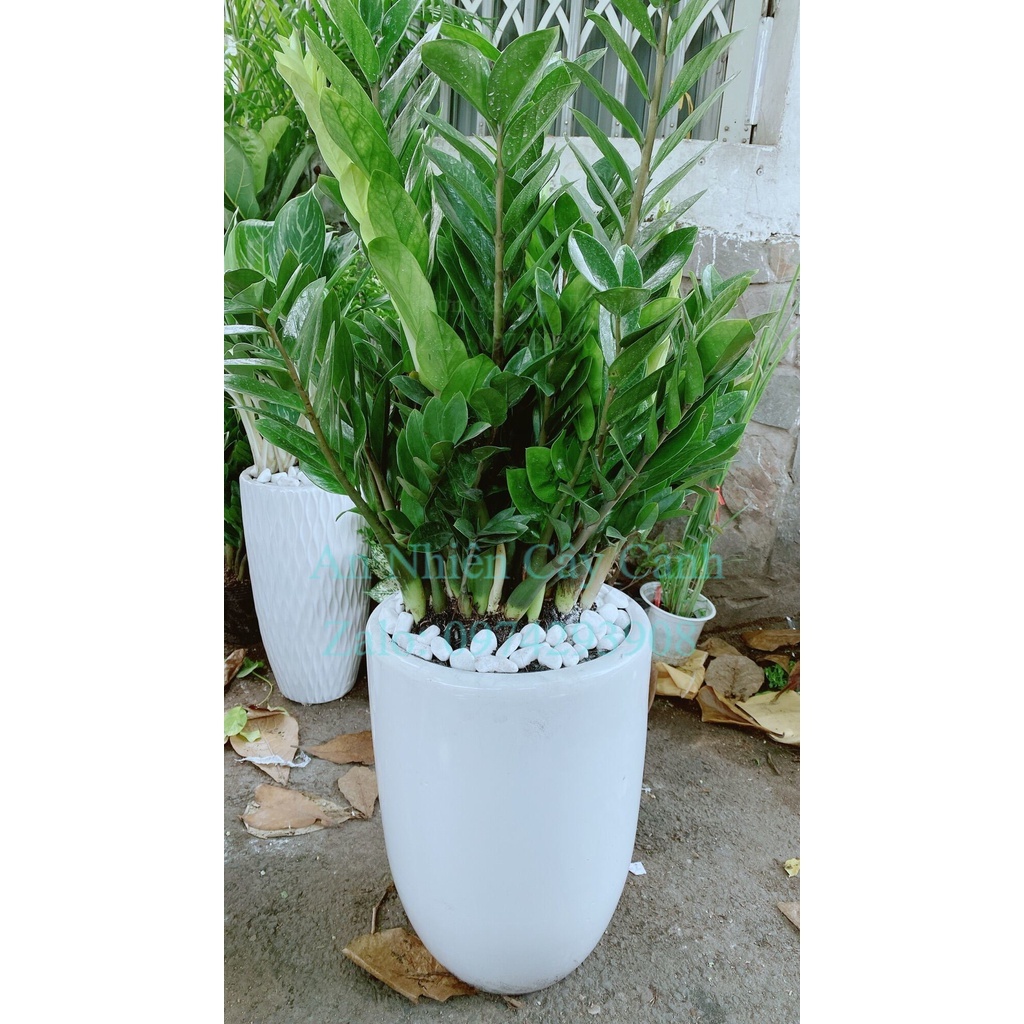 Chậu Cây Kim Tiền Lớn (chỉ giao hoả tốc hcm)