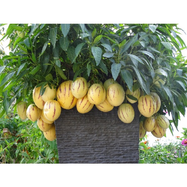 #Hạt Giống Dưa Pepino