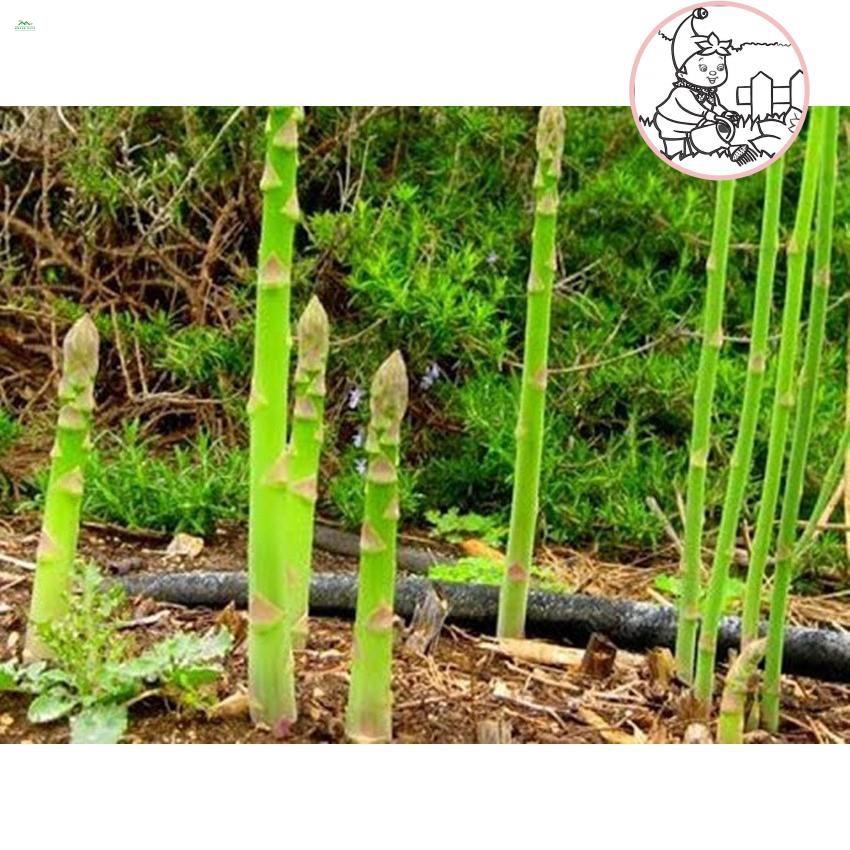 HẠT MĂNG TÂY - GÓI 10 HẠT