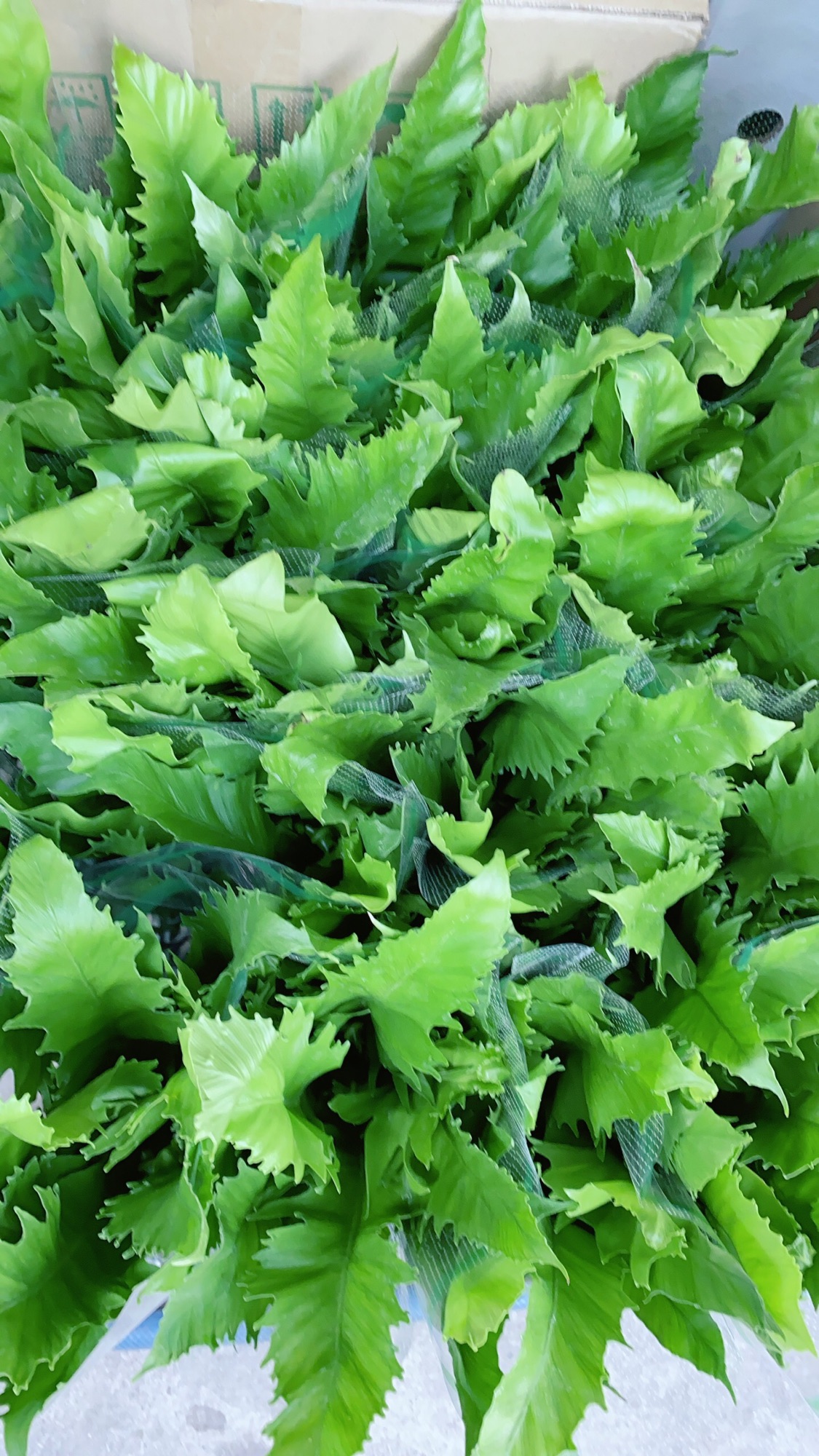 Cây Dương Sỉ Thái
