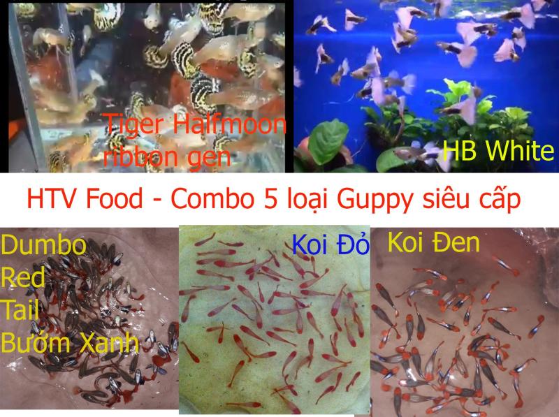 Trang Trí bể cá - Combo 5 loại Guppy siêu cấp đang thịnh: Koi đỏ + Koi đen + Dumbo Red Tail tai bướm xanh + HB White + Tiger Halfmoon gen (mỗi loại 1 cặp)