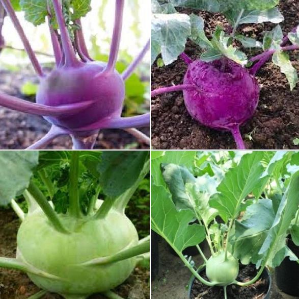 Combo 2 gói hạt giống su hào ( 1 gói su hào xanh - 1 gói su hào tím )