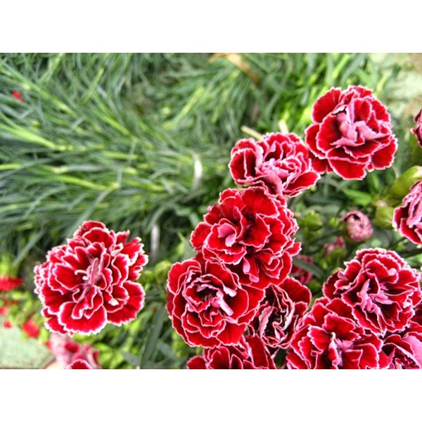Carnations flower seed