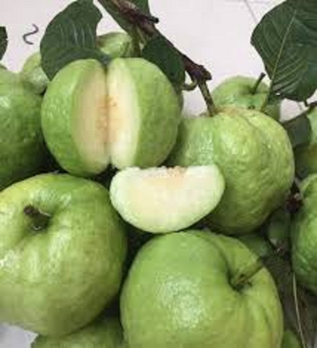 CÂY GIỐNG ỔI NỮ HOÀNG