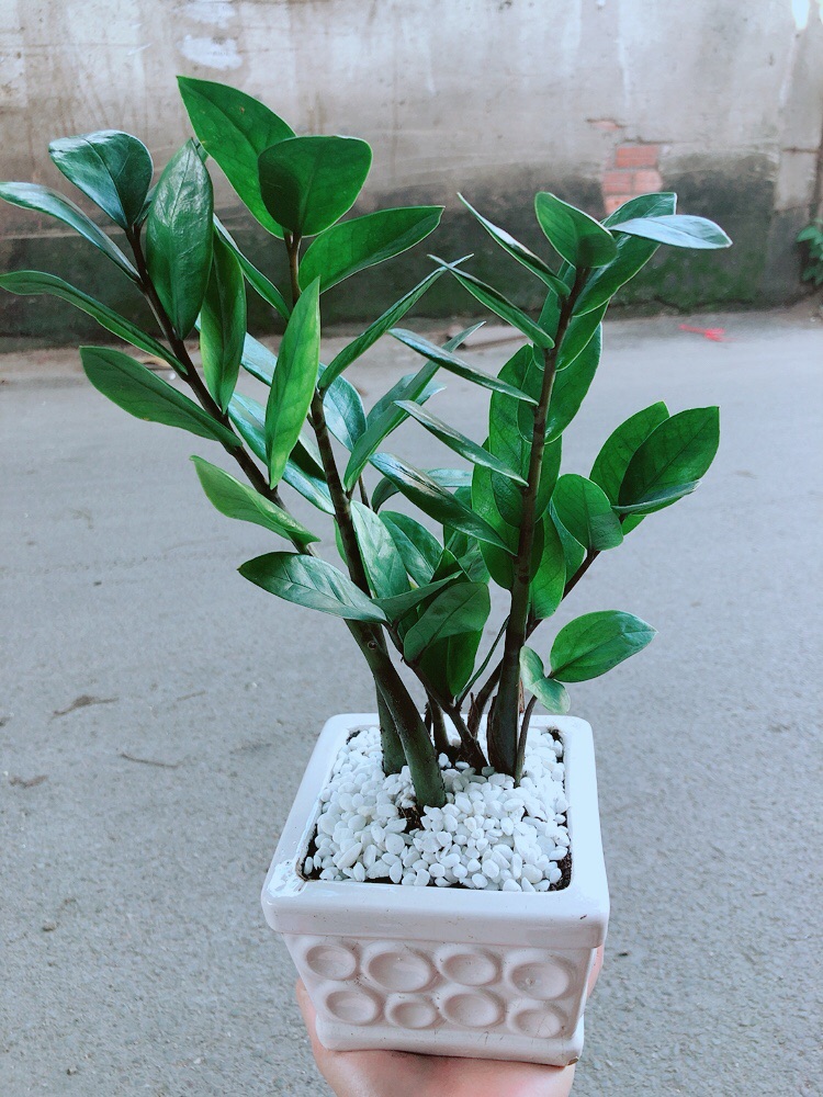 [HCM]Chậu Kim Tiền Thái