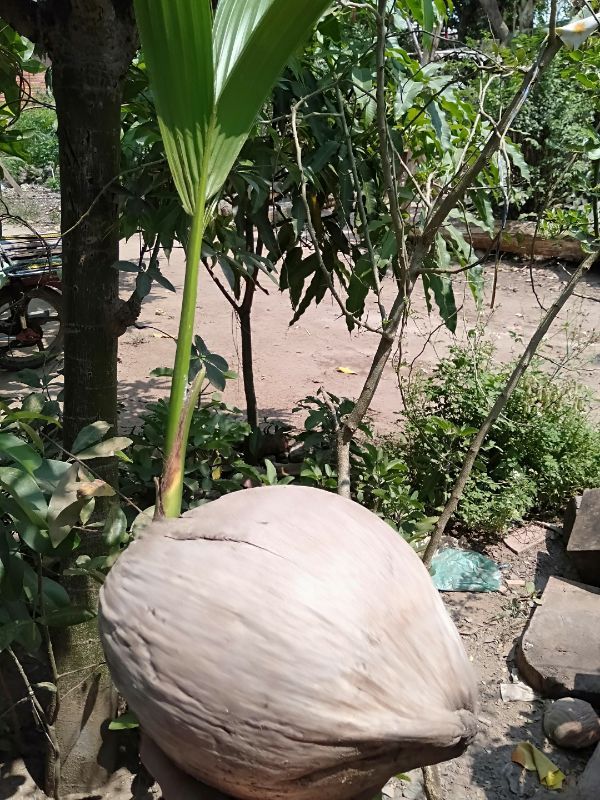 COMBO 4 CÂY DỪA SÁP GIỐNG ĐẶC RUỘT