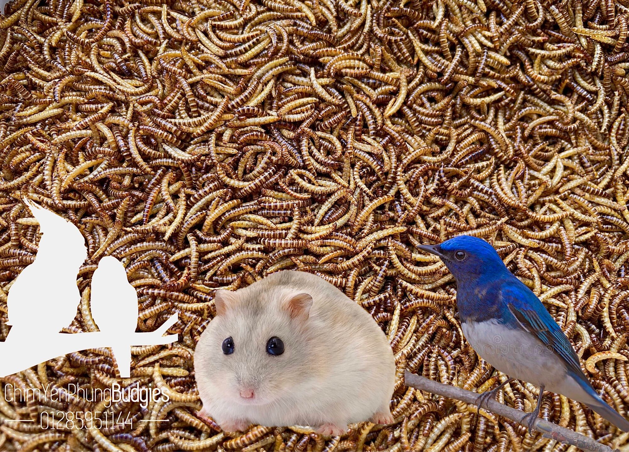 1kg sâu gạo sấy khô dinh dưỡng hàng đẹp [thức ăn: Chim cảnh, Gà kiểng, Hamster, Bọ ú, Sóc...]