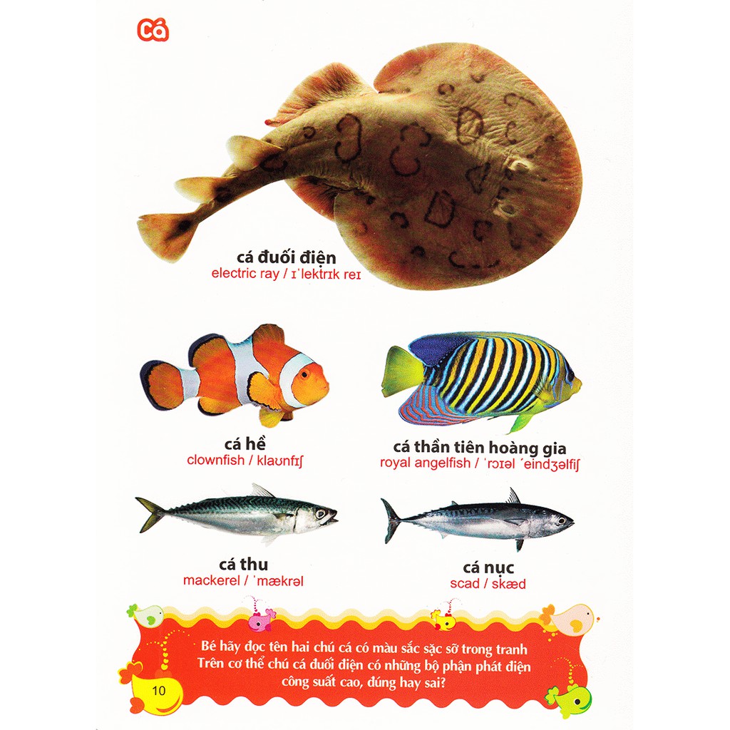 Sách- Từ Điển Tranh Về Các Con Vật (ML)