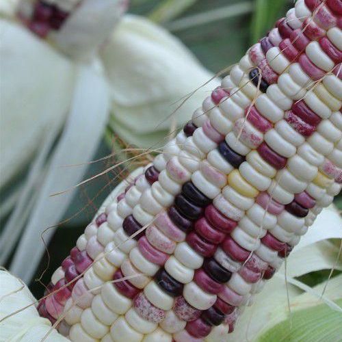 Hạt Giống Bắp Nếp Dẽo Cẩm Hồng (5gr)