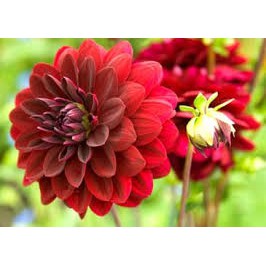 combo 5 HOA THƯỢC DƯỢC CỦ MÀU ĐỎ
