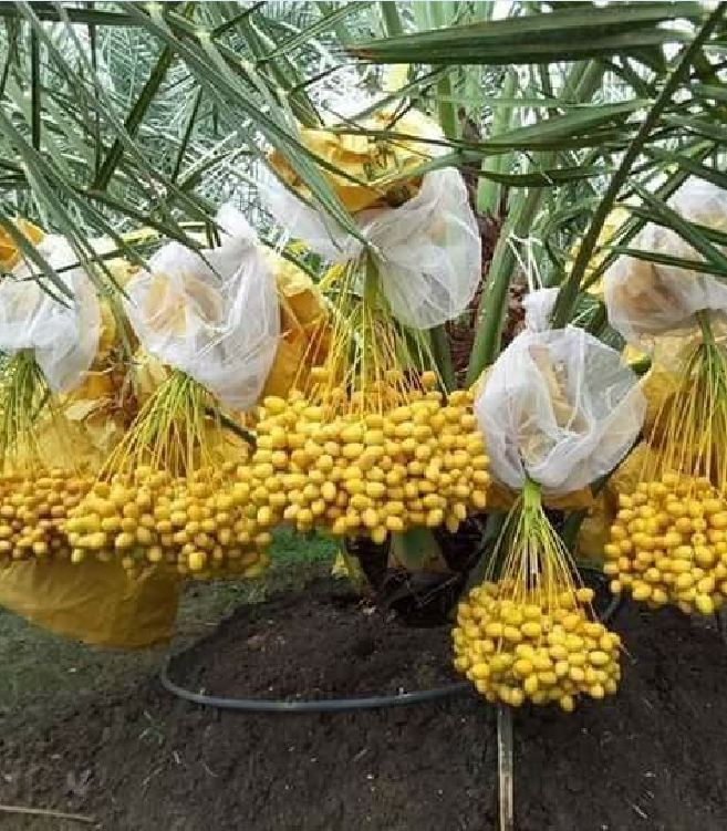 Hạt giống cây chà là Israel- 1 gói 5 hạt ( nảy mầm tốt )
