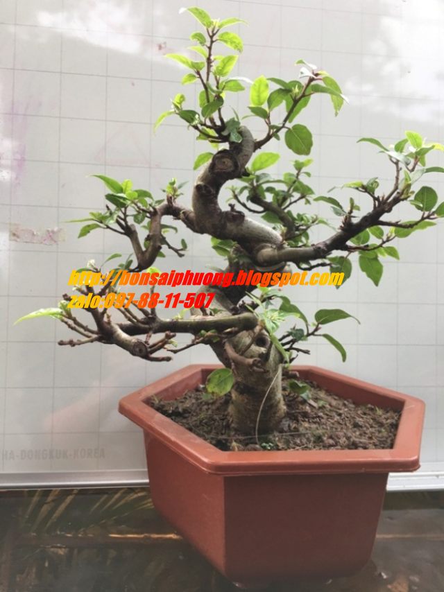 sung bonsai gốc LỚN