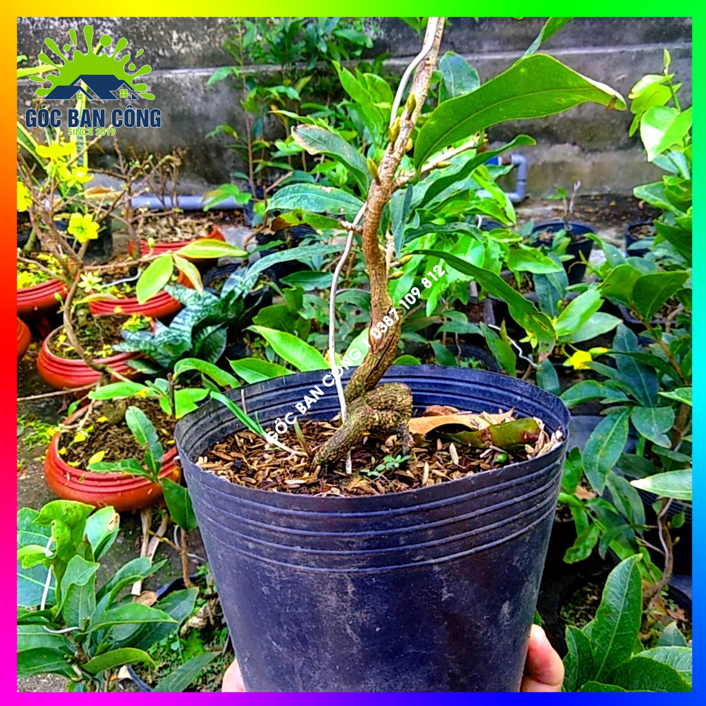 Mai Đại Lộc Bonsai Mini