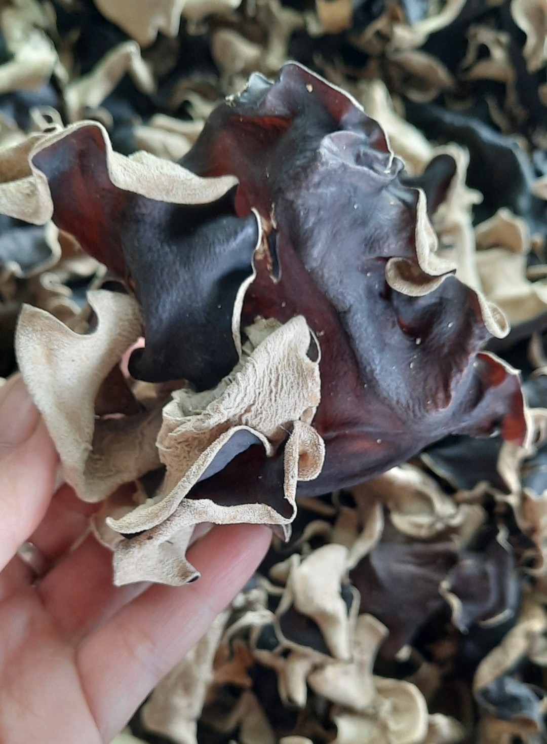 wood ear mushroom