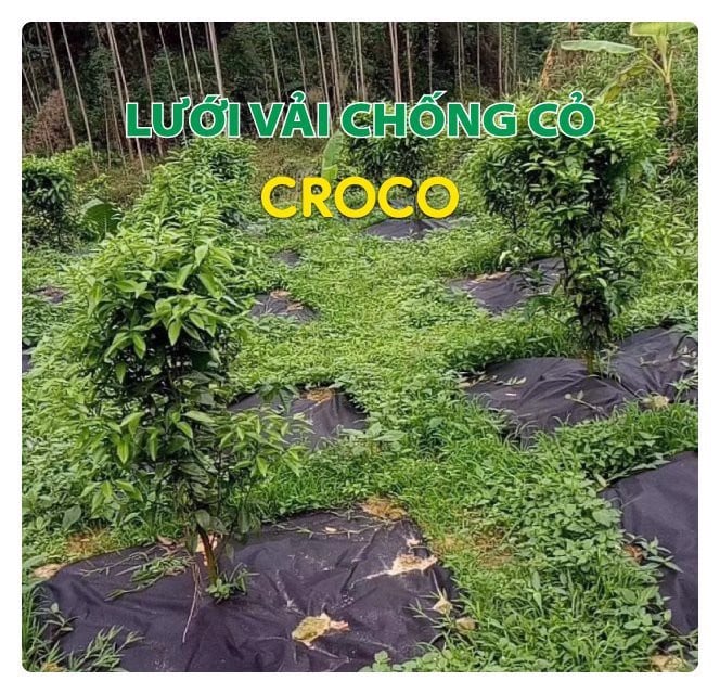 LƯỚI VẢI CHỐNG CỎ CROCO