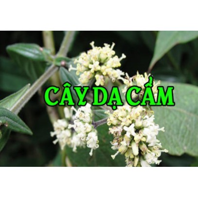 1kg Cây dạ cẩm khô hàng lᴏại 1