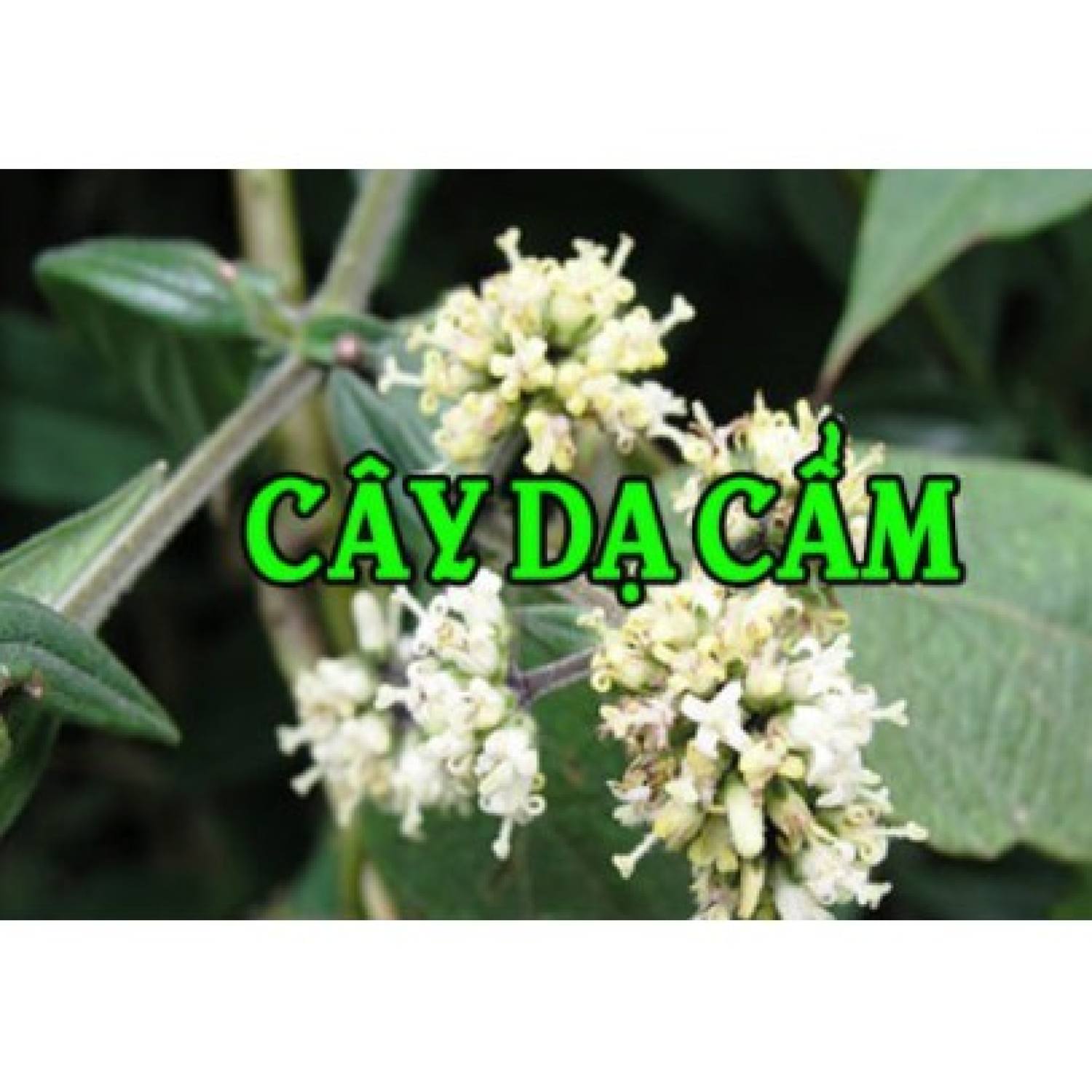 1kg Cây dạ cẩm khô hàng lᴏại 1