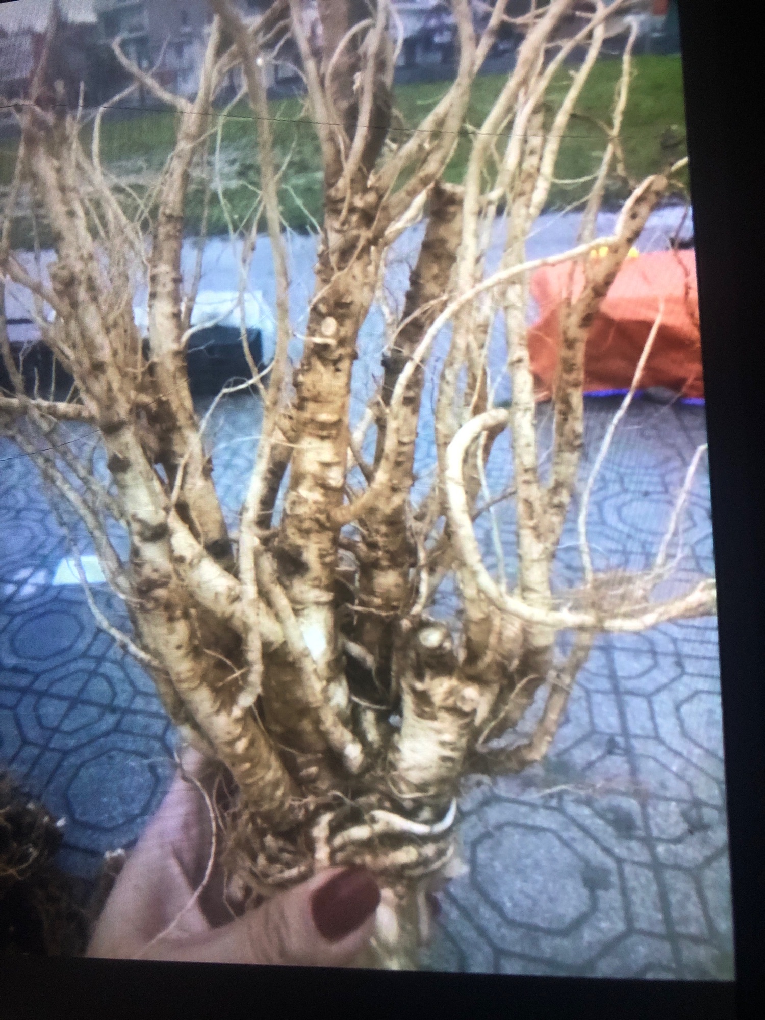 Sâm đương quy tươI 80k/kg