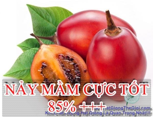 10h Hạt Giống Cà Chua Thân Gỗ Tamarillo Đỏ (A3.103| C3*W45*M535)