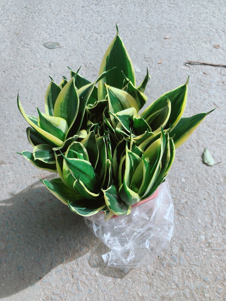 [HCM]Lưỡi Hổ Thái Xanh Size Lớn