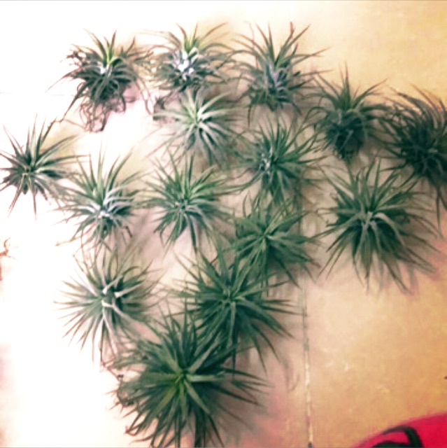 Sale Cây Không Khí Ionantha