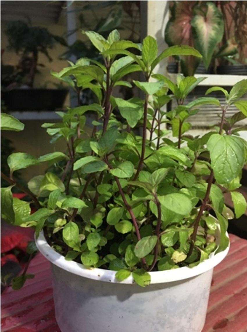 Hạt giống bạc hà peppermint