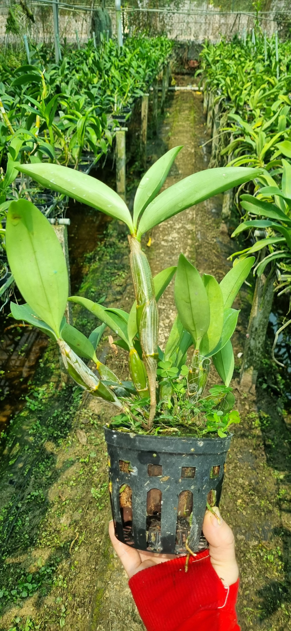 HOA LAN KIỀU