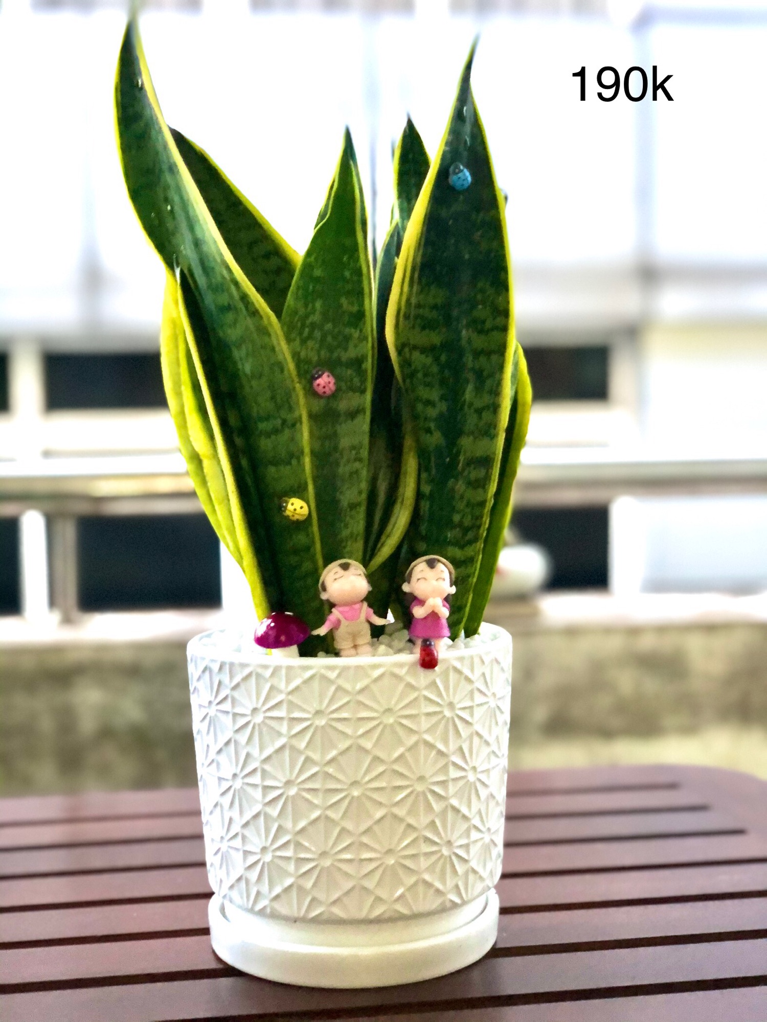 Chậu lưỡi hổ lớn để bàn