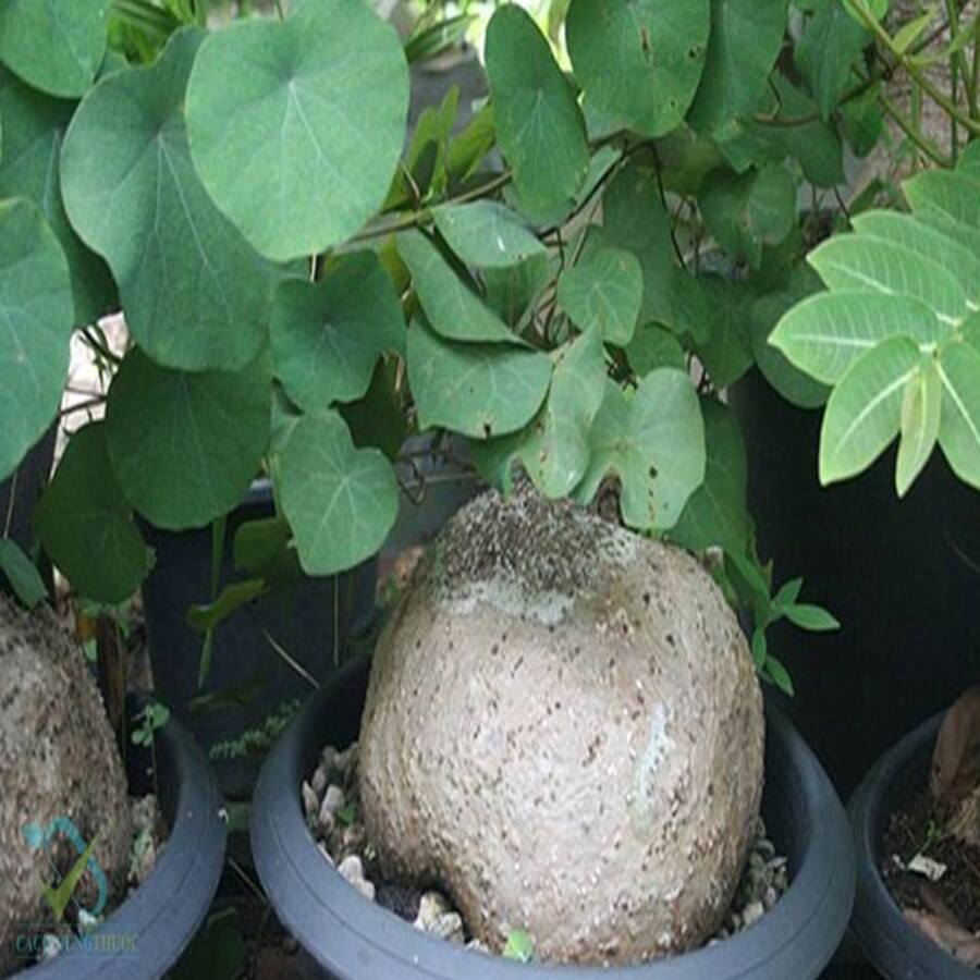 Bình vôi củ tròn 1-5kg loại 01