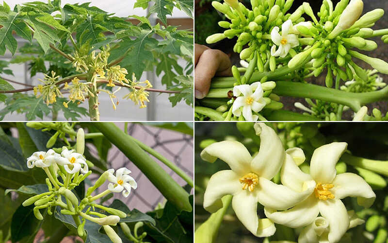 "Gói 20 Hạt " Hạt giống cây đu đủ đực